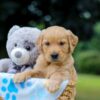 Image of Oscar, a Golden Retriever puppy