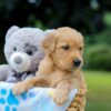 Image of Oscar, a Golden Retriever puppy