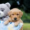 Image of Oscar, a Golden Retriever puppy