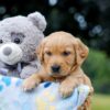 Image of Oscar, a Golden Retriever puppy