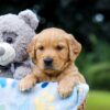Image of Oscar, a Golden Retriever puppy