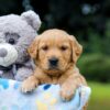 Image of Oscar, a Golden Retriever puppy