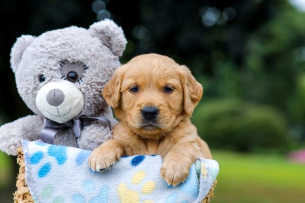 Image of Oscar, a Golden Retriever puppy