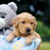 Image of Oscar, a Golden Retriever puppy