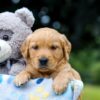 Image of Oscar, a Golden Retriever puppy