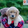Image of Paisley, a Golden Retriever puppy
