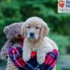 Image of Paisley, a Golden Retriever puppy