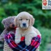 Image of Paisley, a Golden Retriever puppy