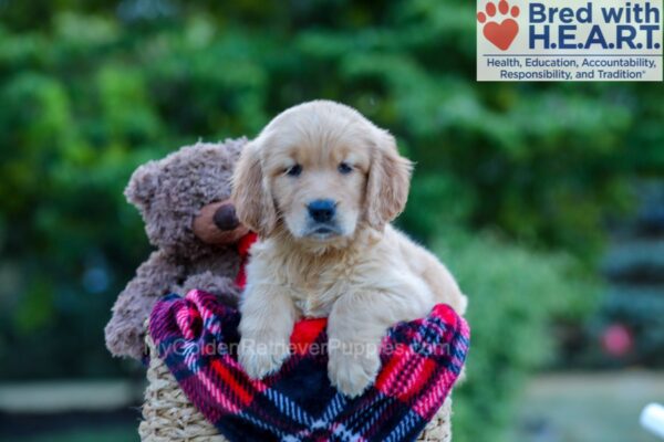 Image of Paisley, a Golden Retriever puppy