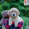 Image of Paisley, a Golden Retriever puppy