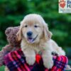 Image of Parker, a Golden Retriever puppy