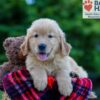 Image of Parker, a Golden Retriever puppy