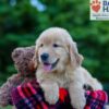 Image of Parker, a Golden Retriever puppy