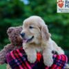 Image of Parker, a Golden Retriever puppy