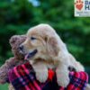Image of Parker, a Golden Retriever puppy