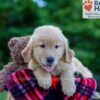 Image of Parker, a Golden Retriever puppy