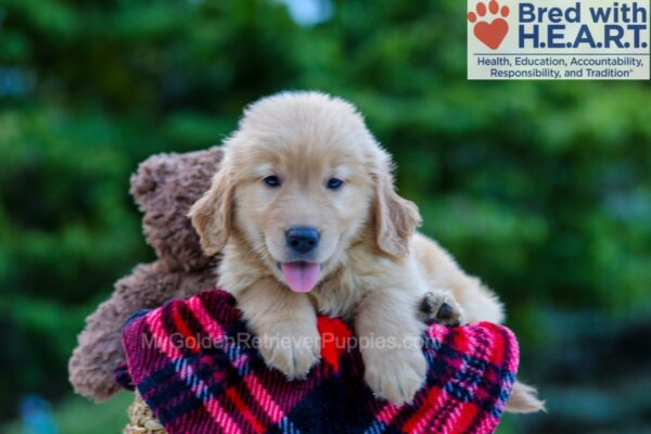 Image of Parker, a Golden Retriever puppy