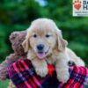 Image of Parker, a Golden Retriever puppy