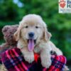Image of Parker, a Golden Retriever puppy