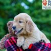 Image of Parker, a Golden Retriever puppy