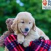 Image of Parker, a Golden Retriever puppy