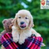 Image of Parker, a Golden Retriever puppy