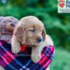 Image of Pearl, a Golden Retriever puppy