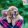 Image of Pearl, a Golden Retriever puppy