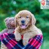 Image of Pearl, a Golden Retriever puppy