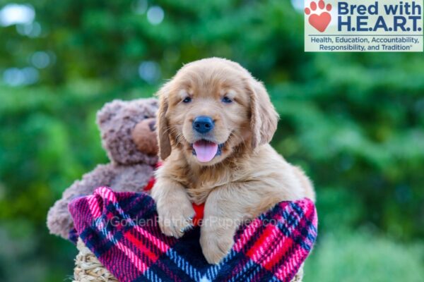 Image of Pearl, a Golden Retriever puppy