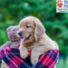 Image of Pearl, a Golden Retriever puppy