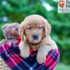 Image of Pearl, a Golden Retriever puppy