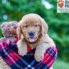Image of Pearl, a Golden Retriever puppy