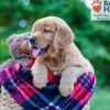 Image of Pearl, a Golden Retriever puppy