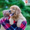Image of Pearl, a Golden Retriever puppy
