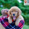 Image of Pearl, a Golden Retriever puppy