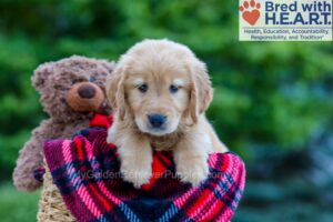 Image of Penny, a Golden Retriever puppy