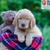 Image of Philip, a Golden Retriever puppy