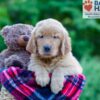 Image of Philip, a Golden Retriever puppy