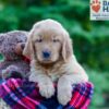 Image of Philip, a Golden Retriever puppy