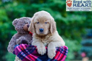 Image of Philip, a Golden Retriever puppy