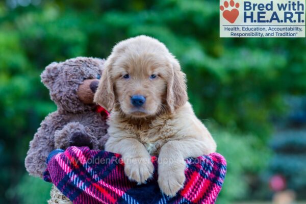 Image of Philip, a Golden Retriever puppy