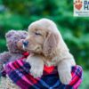 Image of Philip, a Golden Retriever puppy