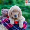 Image of Philip, a Golden Retriever puppy