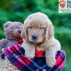Image of Philip, a Golden Retriever puppy