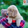 Image of Philip, a Golden Retriever puppy