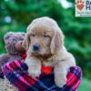 Image of Philip, a Golden Retriever puppy