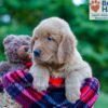 Image of Philip, a Golden Retriever puppy