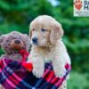 Image of Phoenix, a Golden Retriever puppy