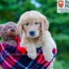 Image of Phoenix, a Golden Retriever puppy